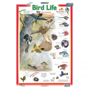 Bird Life