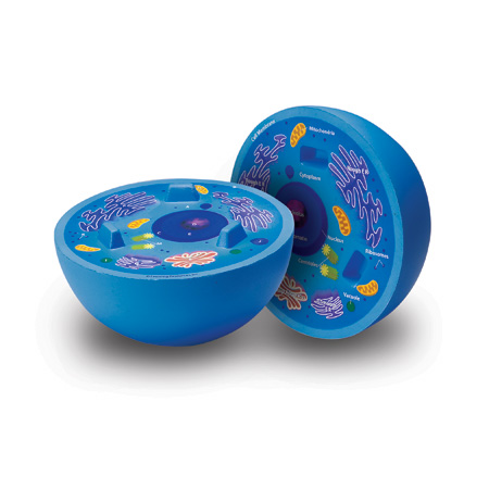 Cross Section Animal cell