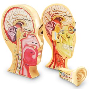 Cross Section Human Head