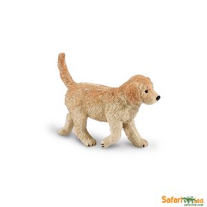 Golden Retriever Puppy