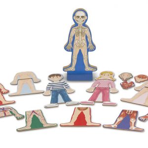 Magnetic Dress-up Human Body