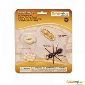 Life Cycle of an Ant Miniatures