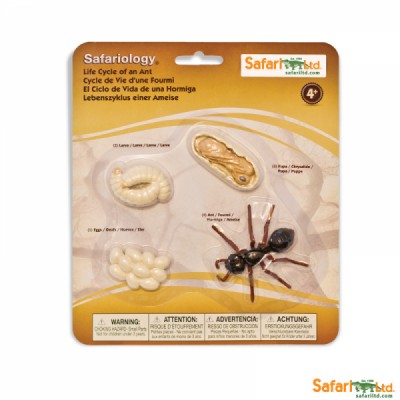 Life Cycle of an Ant Miniatures