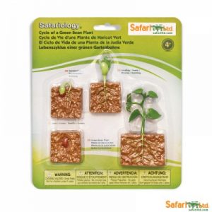 Life Cycle of a Green Bean Plant Miniatures