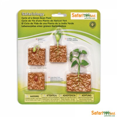 Life Cycle of a Green Bean Plant Miniatures