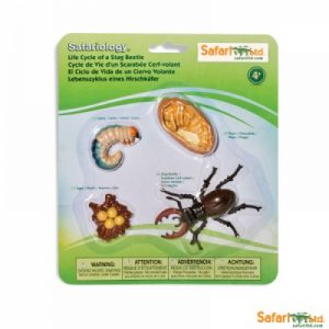 Life Cycle of a Stag Beetle Miniatures