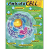 Parts of a Cell