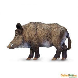 Wild Boar