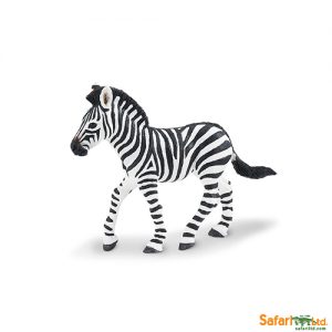 Zebra Foal