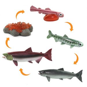 Life Cycle of a Salmon Miniatures