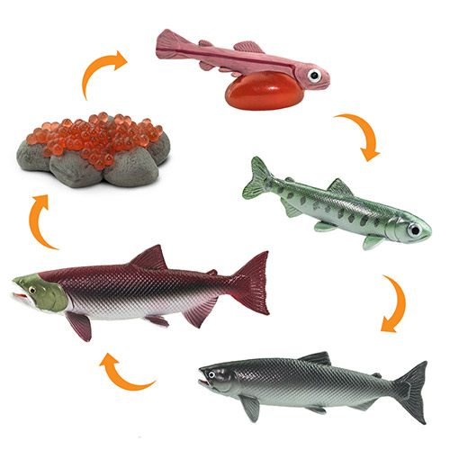 Life Cycle of a Salmon Miniatures